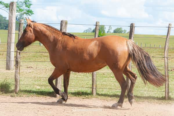 Lote BURGUESA 616 DE LA CASILLA