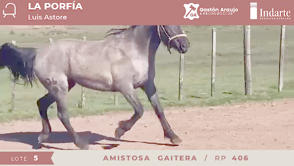 Lote AMISTOSA GAITERA