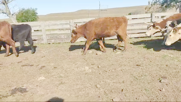 Lote 41 Vacas preñadas