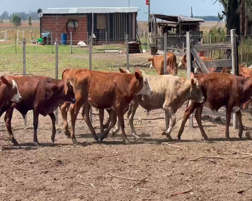 Lote 130 Terneros en Ituzaingó, Corrientes