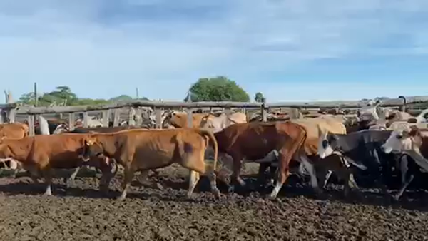 Lote 114 Vacas de invernar en Pto. Eva Perón, Chaco