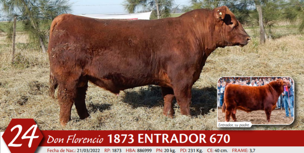 Lote MACHO PP