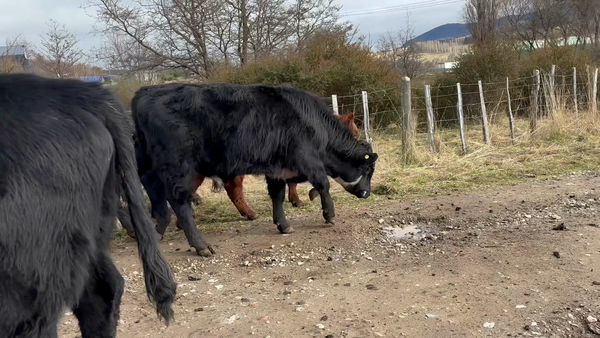 Lote 50 Ternero en Coyhaique, XI Región Aysén