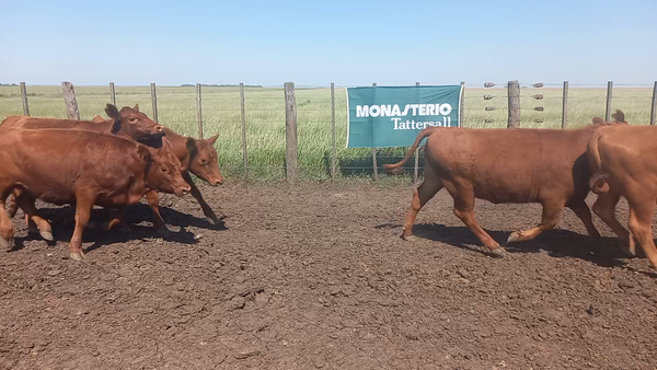 Lote 25 Vaquillonas HERNAN CERIANI CERNADAS