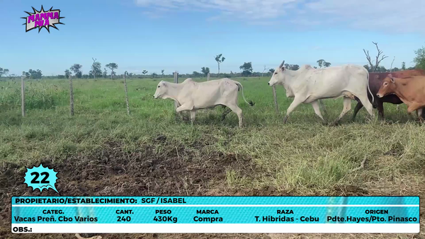 Lote LOTE 22
