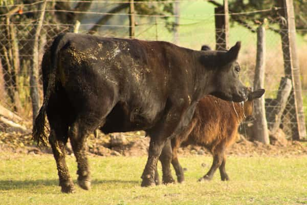 Lote CABAÑA COEMBOTÁ: RP 646