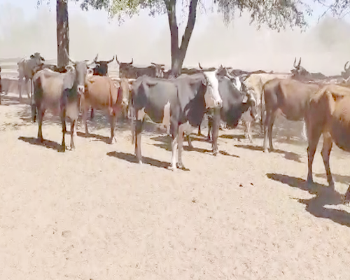 Lote 138 Vacas  en Monte Quemado, Santiago del Estero