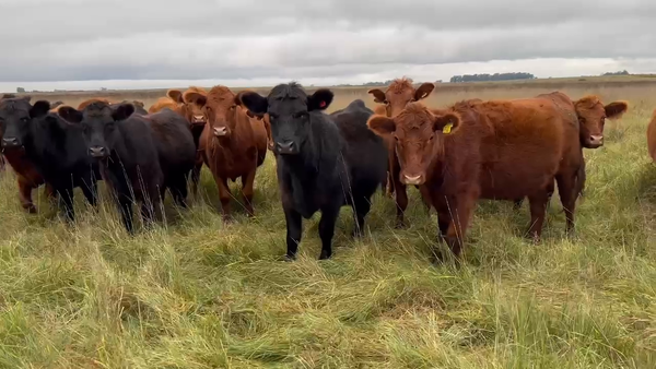 Lote 59 Vaquillonas C/ gtia de preñez en Buenos Aires, 30 de Agosto