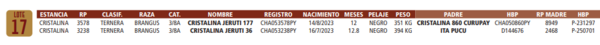 Lote LOTE 17