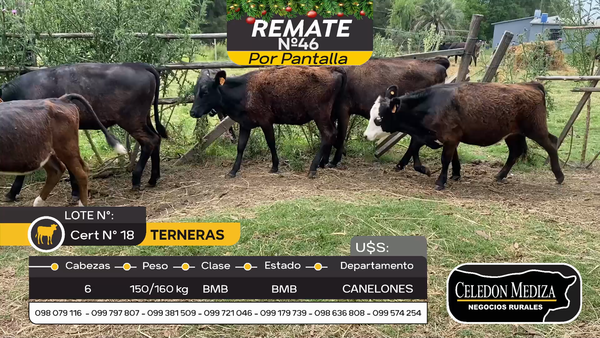 Lote 6 Terneras en Otra Localidad, Canelones