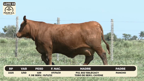 Lote LOTE 3
