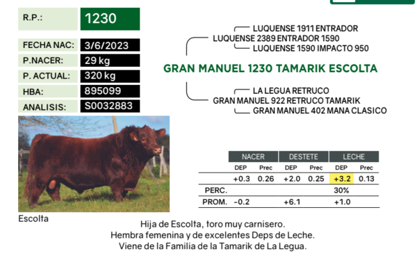 Lote Terneras PP