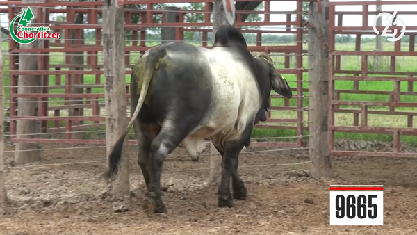 Lote Toros Brahman