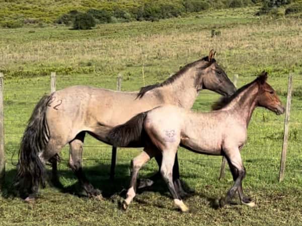 Lote RP 22 - Paso Fantasía