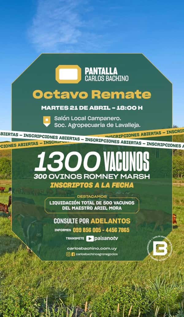  8° Pantalla Bachino