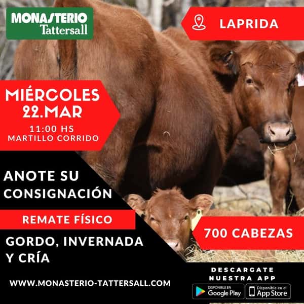 Laprida Gordo, invernada y Cria