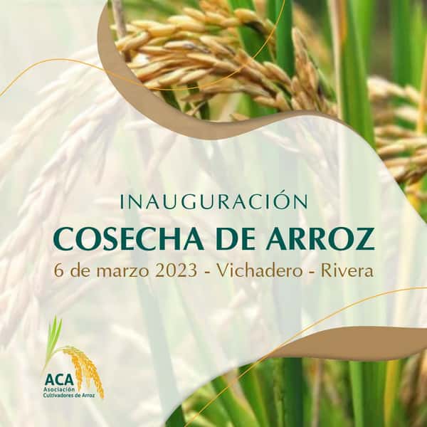 Remate Inauguración COSECHA DE ARROZ