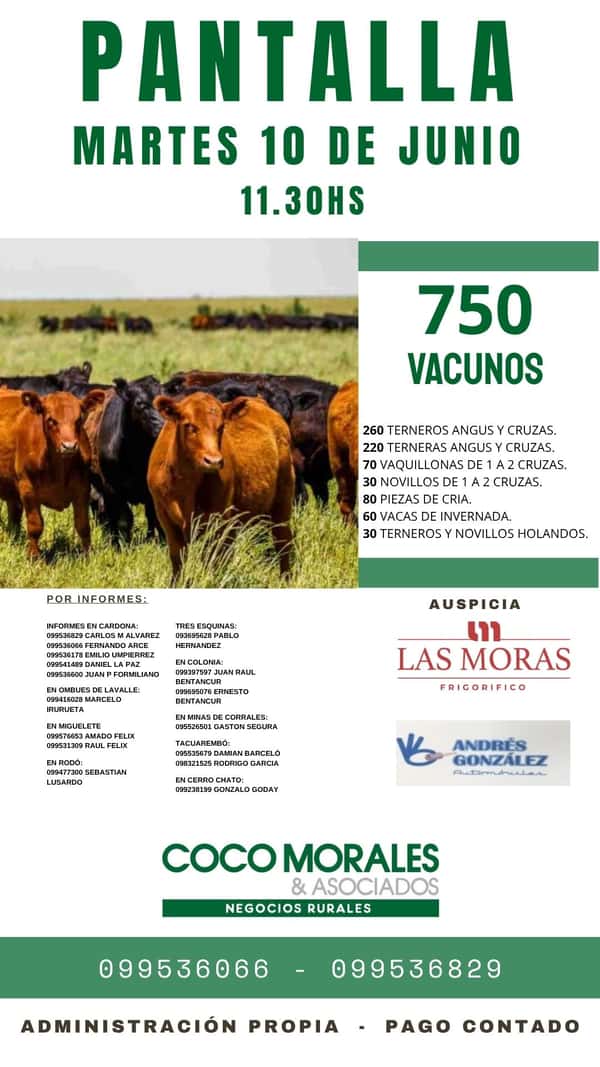  Pantalla Coco Morales