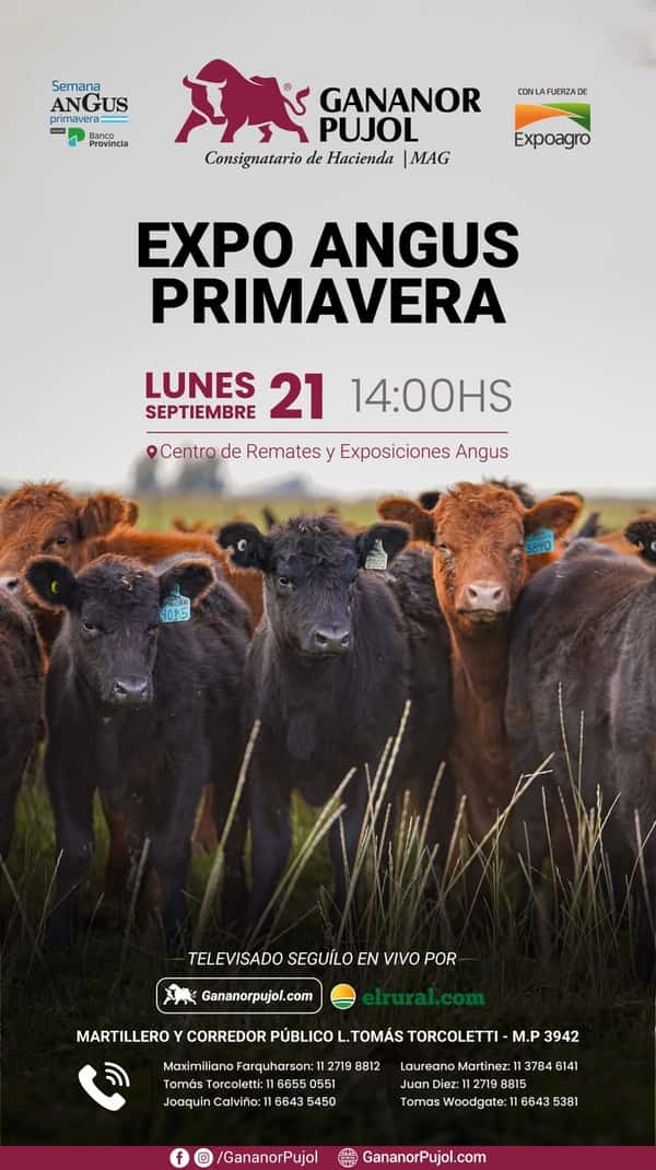 Expo Angus primavera 