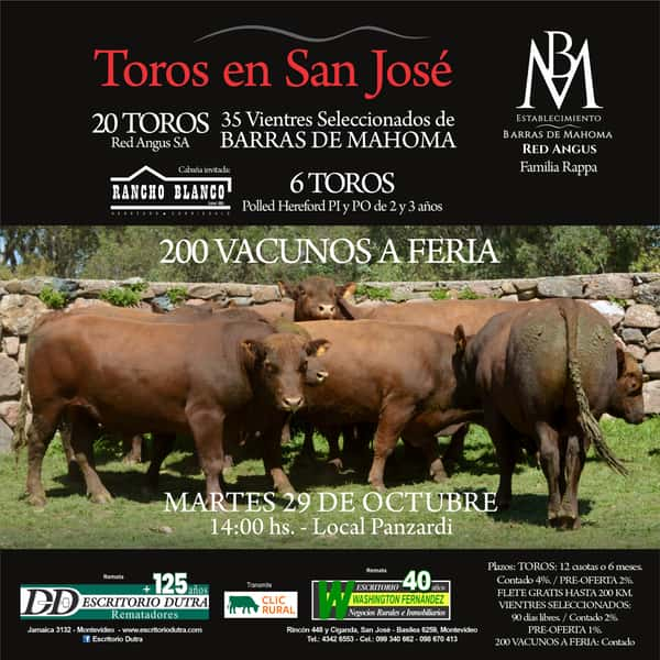 Toros en San José 