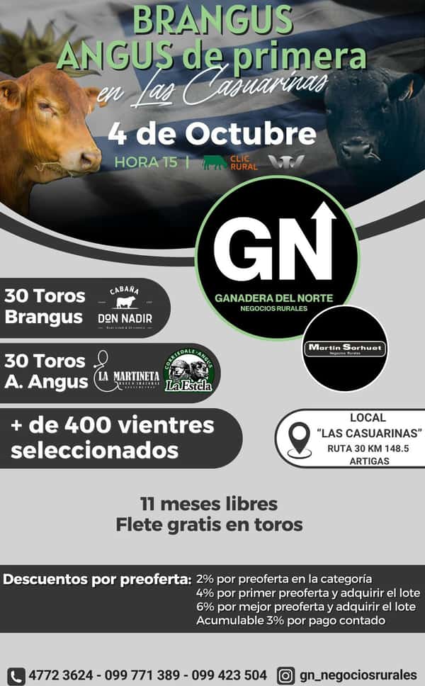 Brangus Angus de Primera