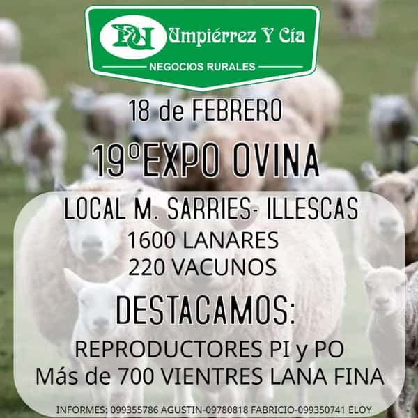 Remate Feria Especial de Ovinos Reproductores