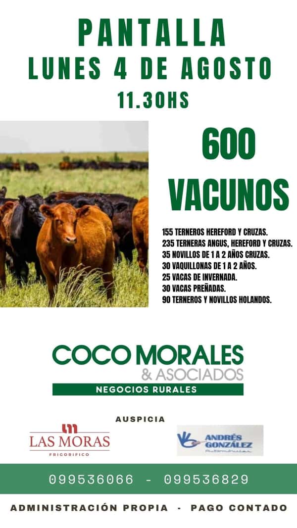 Remate Pantalla Coco Morales