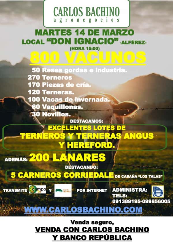 Remate Feria Mensual - Carlos Bachino