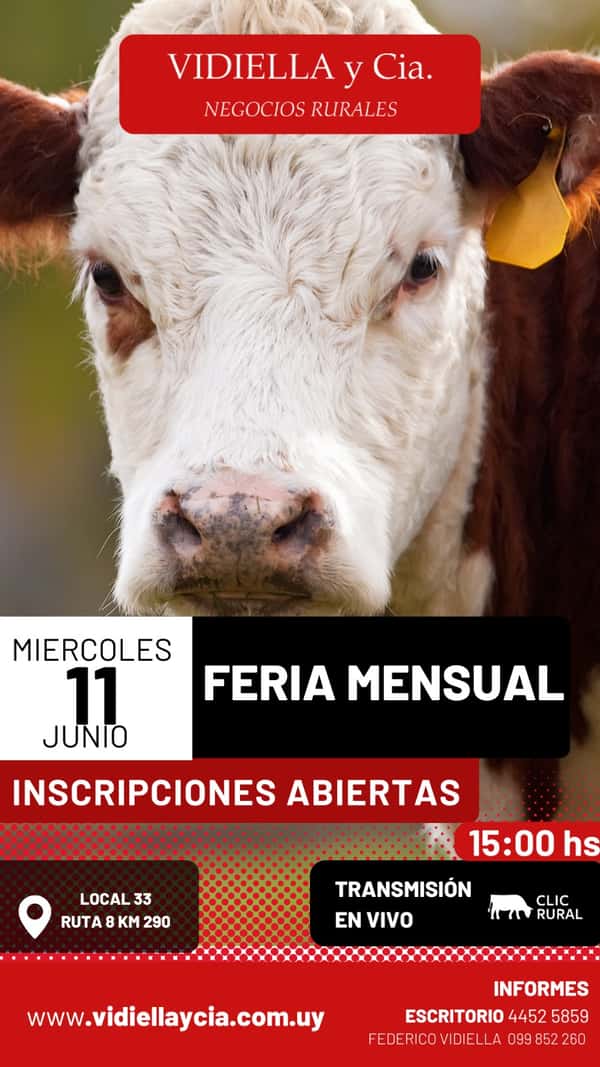  Feria mensual - Vidiella y Cia