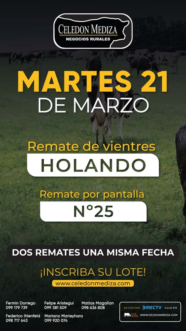 Remate REMATE DE VIENTRES HOLANDO