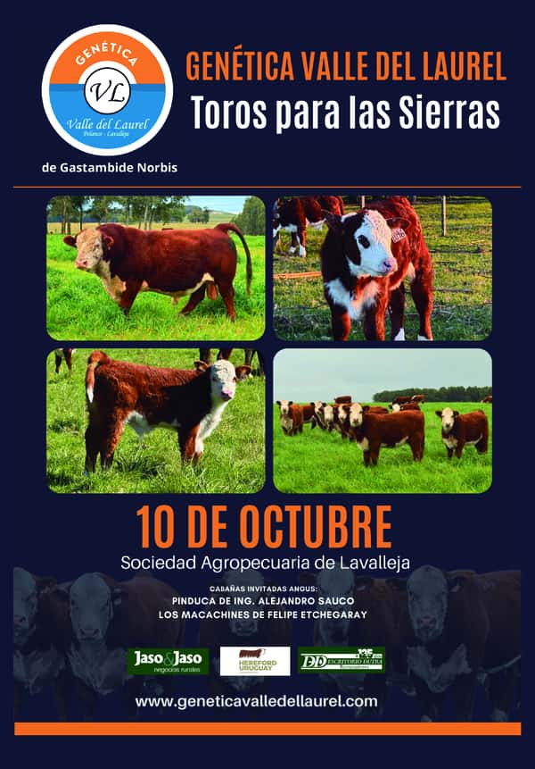 Toros para las Sierras - Valle del Laurel — Escritorio Dutra LTDA.