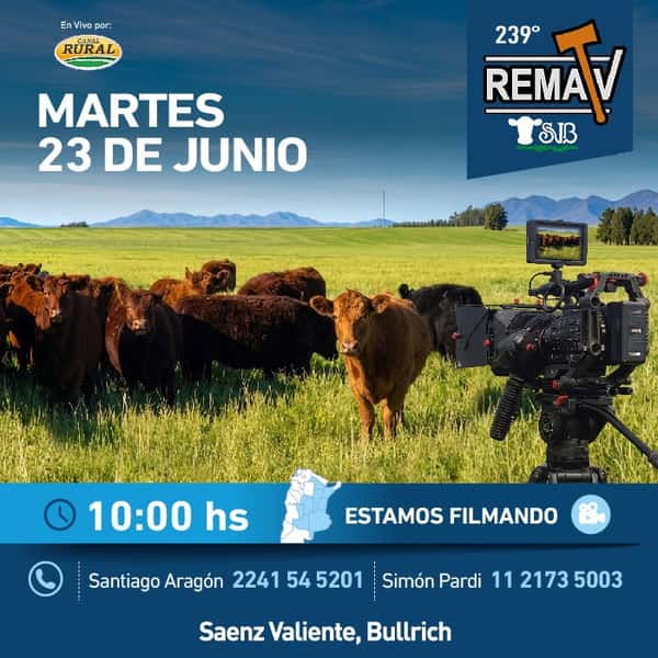  239° RematV