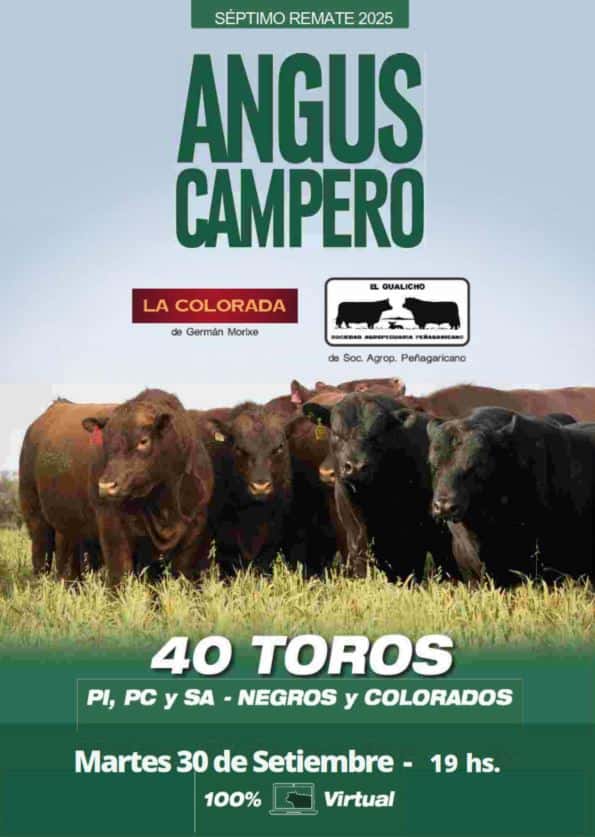  7º Angus Campero