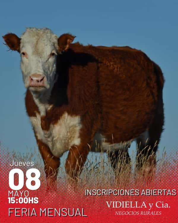 Feria Mensual - Vidiella y Cia