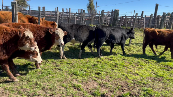 45 terneros en Cerro Largo