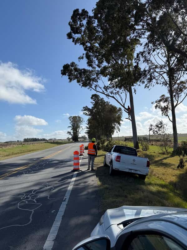 Tala controlada para la seguridad vial y el equilibrio ambiental