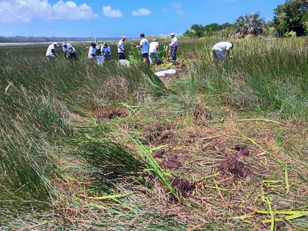 Control de especies exóticas / Lirio Amarillo