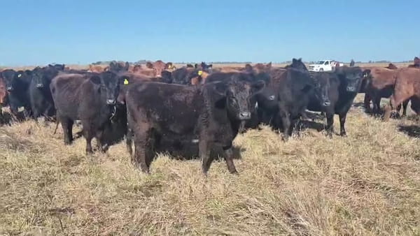 Lote 120 vaquillonas preñadas