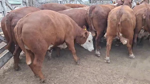 Lote 20 vacas