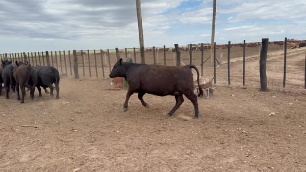 Lote 25 vaquillonas
