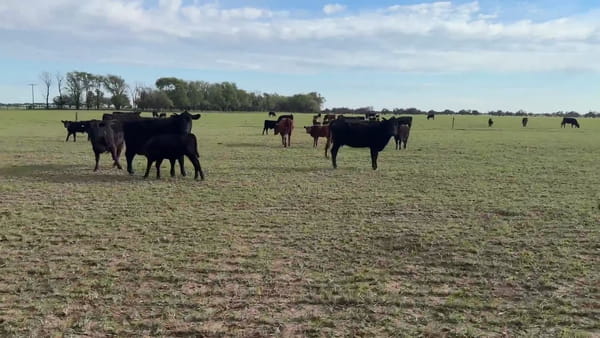 Lote 30 vaquillonas con cría