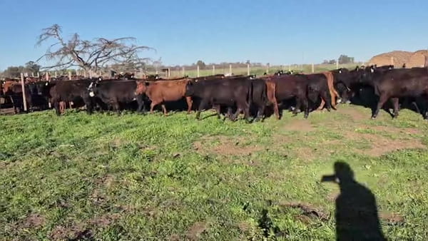 Lote 64 terneras