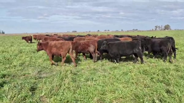Lote 65 terneros/as