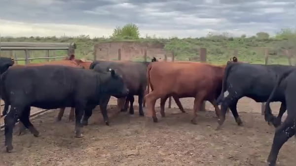 Lote 55 vaquillonas