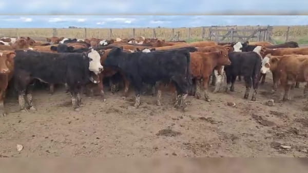 Lote 71 terneros/as