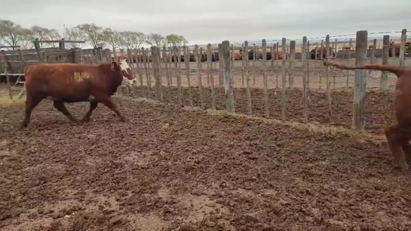 Lote 9 vaquillonas