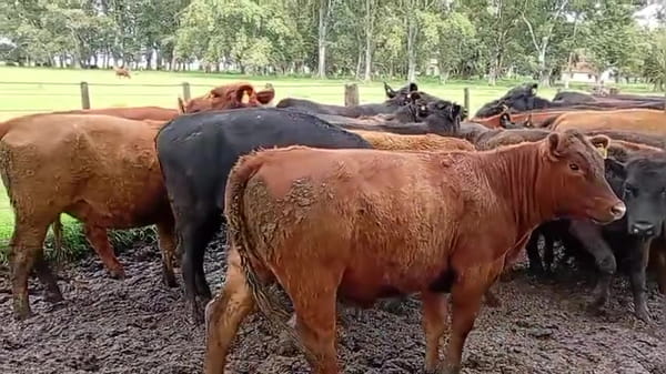 Lote 37 vaquillonas para servicio