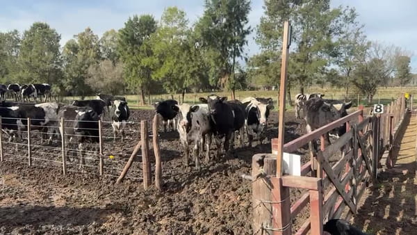 Lote 65 novillos