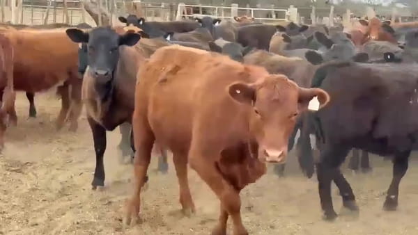 Lote 150 vaquillonas para servicio