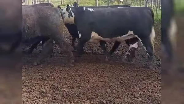 Lote 41 novillos